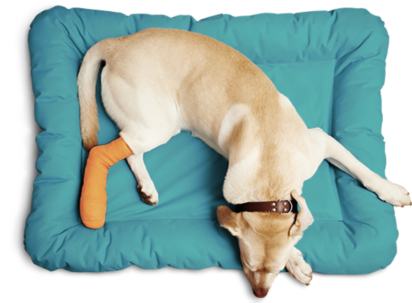 dog-on-bed-30032020
